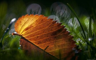 Widescreen HD Wallpaper