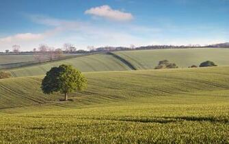 Desktop Wallpaper Of An Oak Tree Among The Rolling Hills