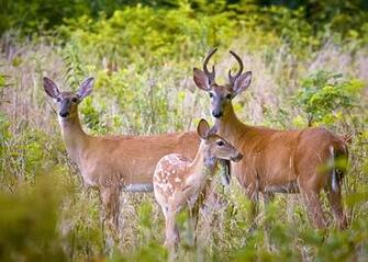 And Fawn Wallpaper Deer Background Lovers Picture