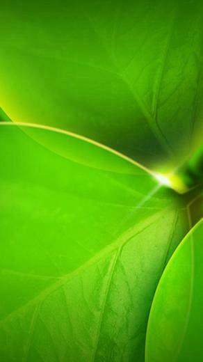 Green Leafs Htc One Wallpaper Best