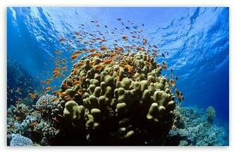 Tropical Reef Fish HD Wallpaper For Standard Fullscreen Uxga