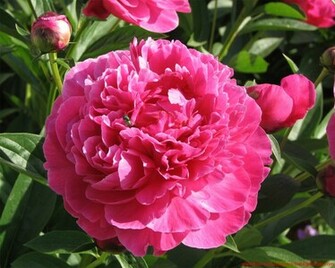 Spring Flower Wallpaper Screensavers And Background