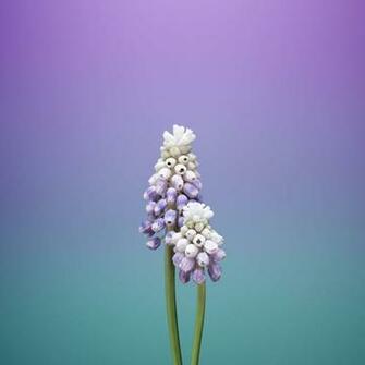 Get Ios S New Wallpaper On Any Phone iPhone Gadget