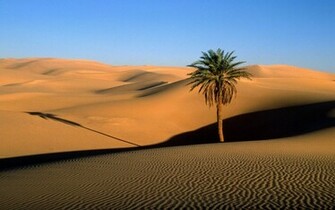 Welcome Desert Rose Racingdesert Racing