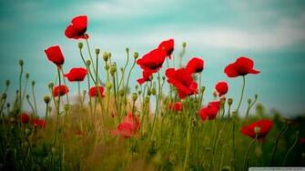 Beautiful Poppy Field Wallpaper