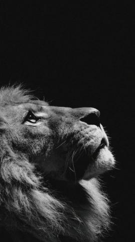 Phone Wallpaper Black And White Lion iPhone