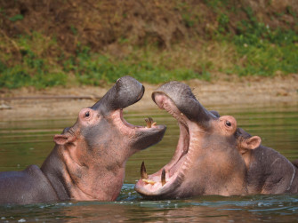 Hippopotamus Picture Wallpaper