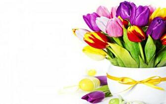 Tags Red Tulips Yellow Pink Tulip Flowers Colorful