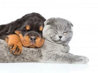 Cat Dog Wallpaper Pictures Image