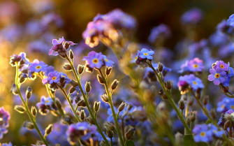 Wild Flower Wallpaper