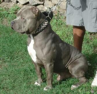 Pitbull Terrier Desktop Laptop Ed In Ladowe