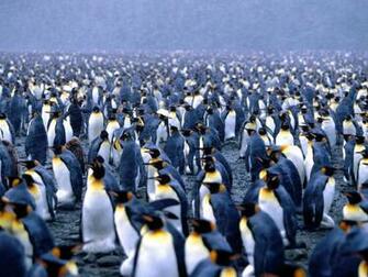 Penguin HD Wallpaper Background Image