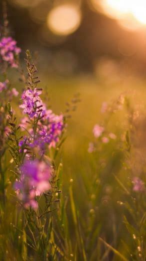 Purple Flowers iPhone 5s Wallpaper iPad