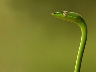 Entertainment World Green Vine Snake Wallpaper