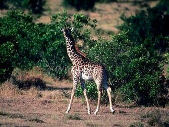 Giraffe Wallpaper Desktop