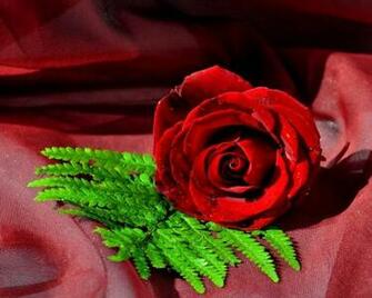 Red Rose Wallpaper HD