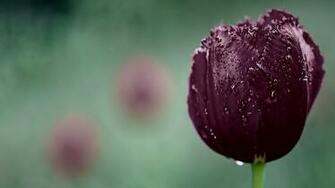 Dark Purple Tulip High Definition Wallpaper HD