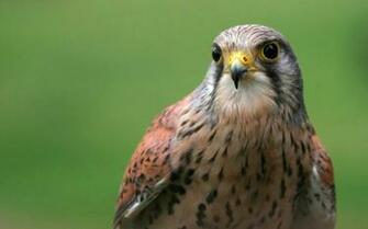 Woof Peregrine Falcon Wallpaper Mario Bross
