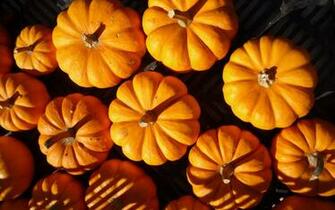 Pumpkins Wallpaper