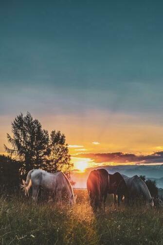 Best Horse Pictures Hq Image