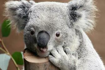 Koala Bear Wallpaper HD