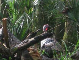Spring Turkey Hunting Wallpaper Hunt In Two