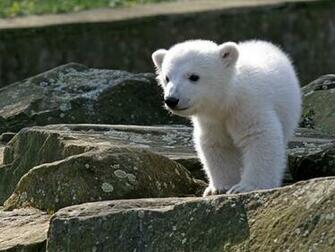 Of Polar Bear HD Widescreen Wallpaper