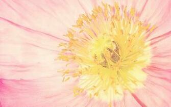 Prev Amazing Flowers Wallpaper
