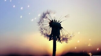 HD Dandelion Desktop Samsung Galaxy S4 Wallpaper