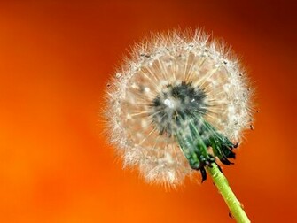 Dandelion Desktop Wallpaper Flower Picture