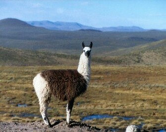 Llama Wallpaper