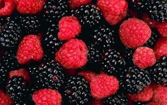 Blackberry Fruit Wallpaper HD Photos