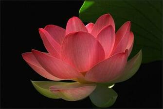 Of Red Lotus Flower Post Please Come Again For Mounds Updates