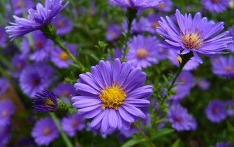 Flowers Purple Wallpaper