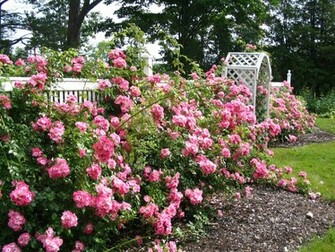 Rose Garden Wallpaper HD For Walls Mobile Phone Widescreen