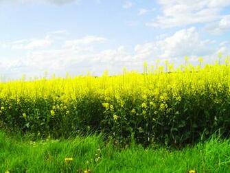 Windows Like Wallpaper By Shikiryu