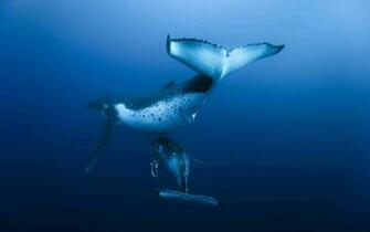 Whale Wallpaper