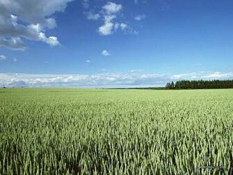 Cornfield Photos Country Farm Scene Wallpaper Pictures