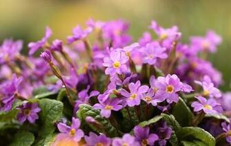 Wallpaper Flowers Pink Primrose Image For Desktop Section