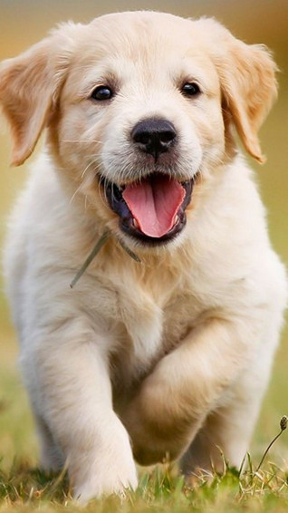 Puppies Cellphone Wallpaper Best HD Cute Dogs