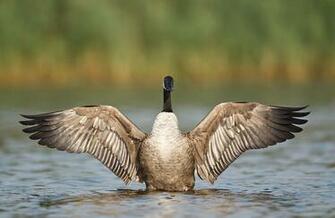 Wallpaper S Canada Goose Bird