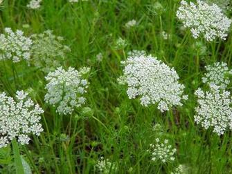 Queen Anne S Lace HD Wallpaper