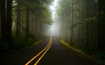 Fog Forest Road Wallpaper