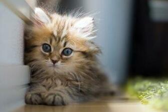 Cats Image World S Cutest Kitten Wallpaper Photos