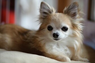 Chihuahua Dogs Pictures Cute Puppy