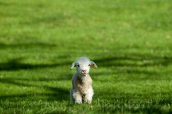 Lamb Wallpaper