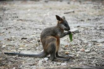 Baby Kangaroo Pictures HD Wallpaper And