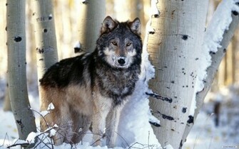 Wallpaper Animal Wolf