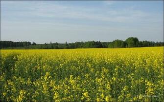 Wallpaper Yellow Landscape Background