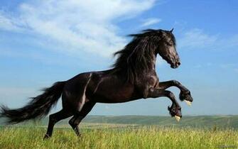 Jumping Black Horse HD Wallpaper Cool Desktop Background Image